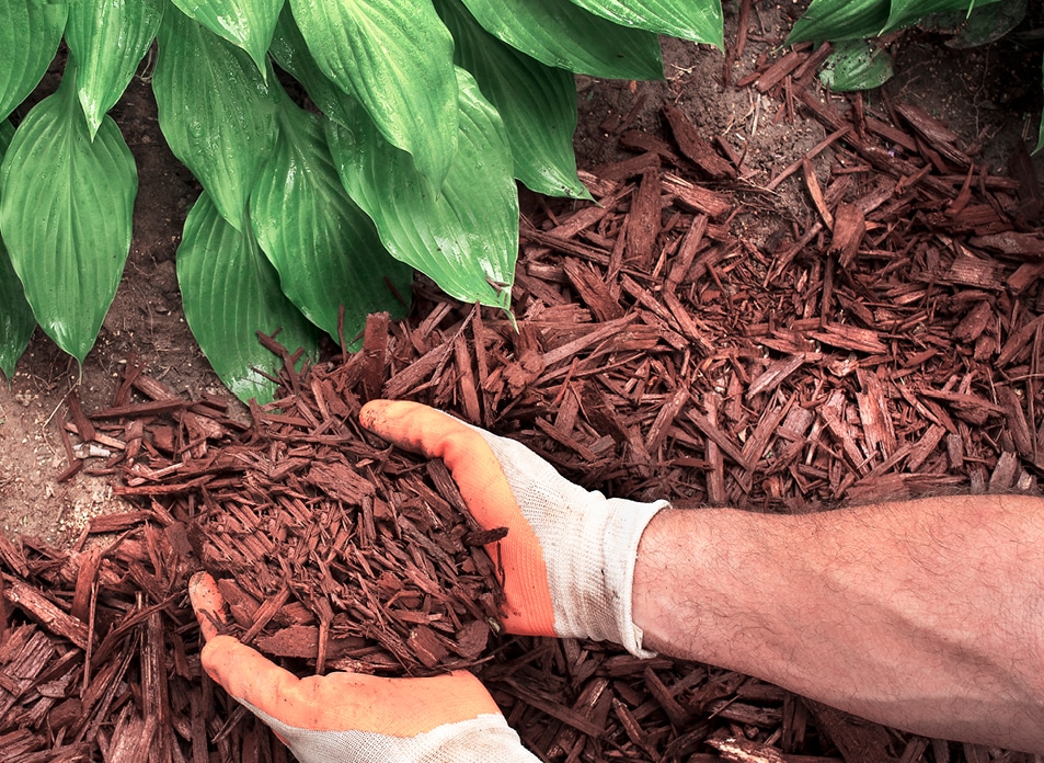 Mulch