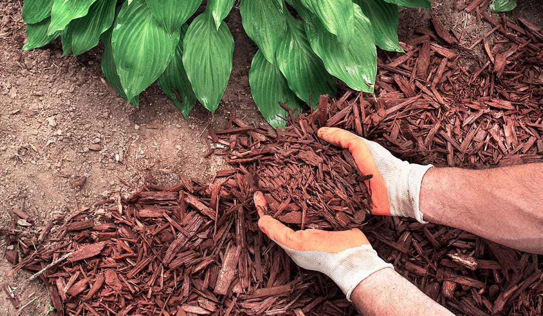 5 Factors to Keep in Mind Before Buying Mulch