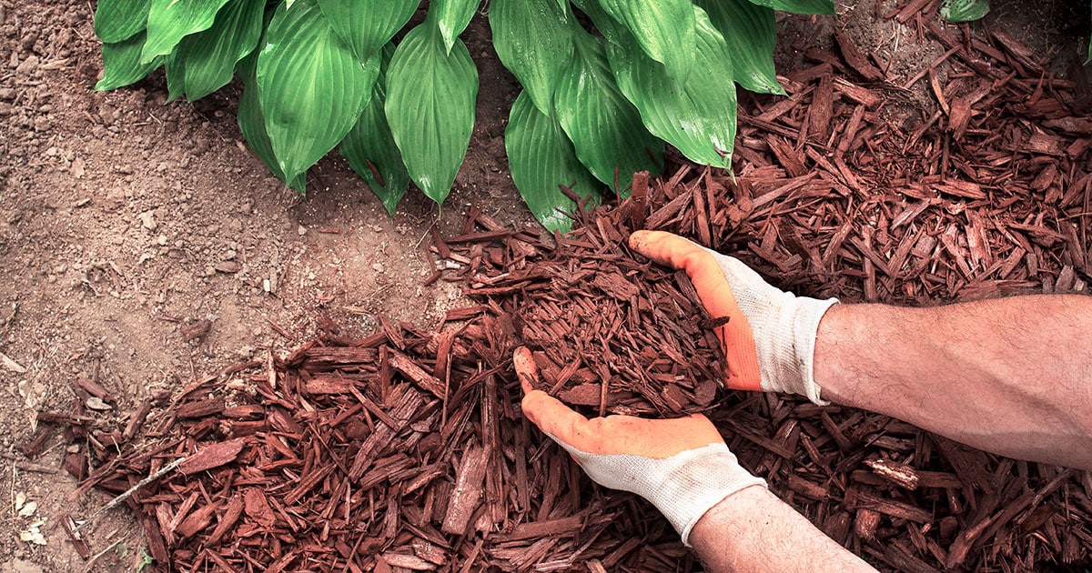 5 Factors to Keep in Mind Before Buying Mulch