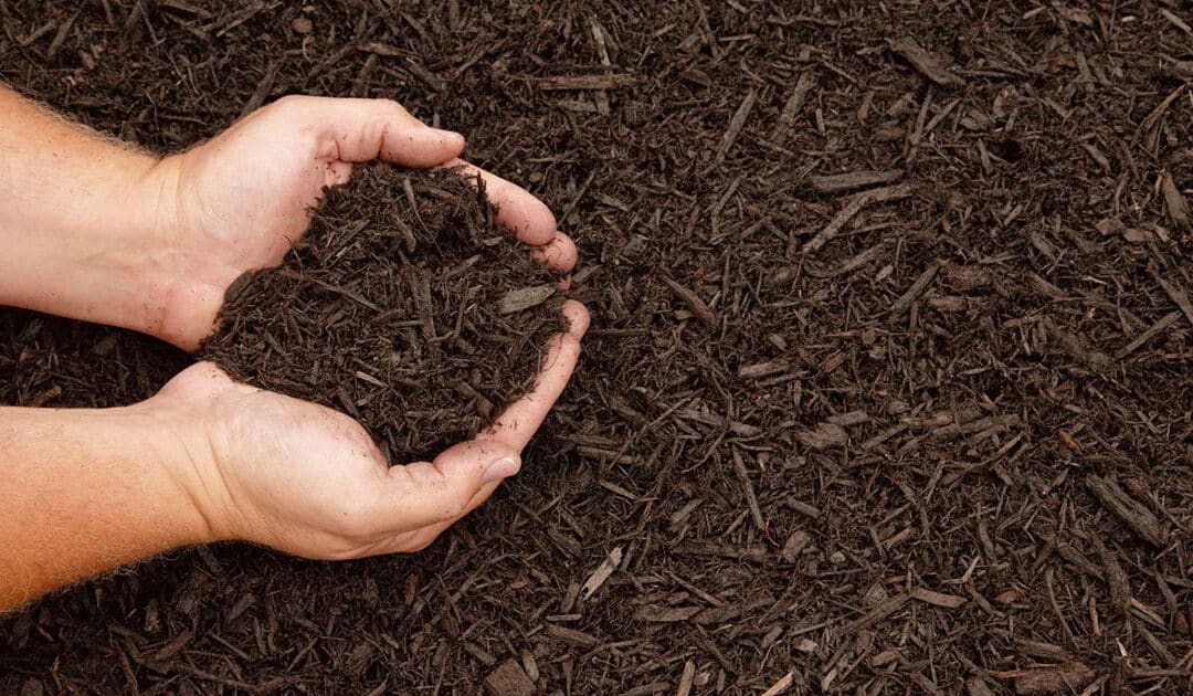 How to Choose the Best Mulch for Your Landscape